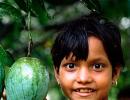 Poll: Which is the tastiest mango in India?