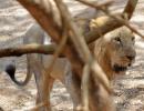 The caged lions of Gir