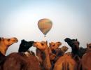 Travel bugs, it's time for the Pushkar camel fair!