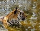 MP forests lose another tiger; 21 dead since May 2015