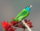 Nature is under siege from Uttarakhand's forest fires