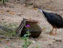 Summer pics: Visitors in my backyard