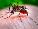 Double sting: Chikungunya, dengue toll in Delhi climbs to 30