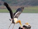 What a boat safari on the Kabini river reveals