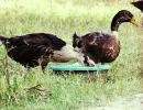 Your summer pics: Two thirsty birds