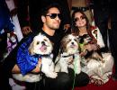 Bow wow! Dogs catwalk for a cause