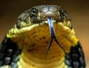 Face-to-face with a King Cobra!