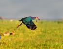 Flight of joy: 9 stunning pics of rare birds