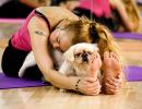 Why dogs make great yoga companions