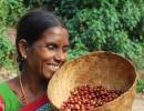 How Paris fell in love with coffee grown by Andhra tribals