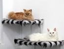 Adorable alert! Inside the world's first cat hotel