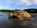 Meet the man who helped bring turtles back to Mumbai's beaches