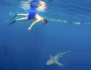 Swim with sharks; kayak with crocodiles: 5 adventures to try this summer