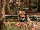 Meet Wagdoh, the king of Tadoba