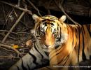 In pix: The crouching Bengal tiger