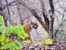 Tiger diaries: How I spotted Kumbha and Laila in Ranthambore