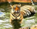 Meet Krishna from Ranthambore