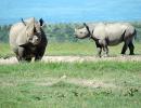 The baby rhino named after Dia Mirza