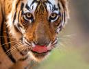 Tiger diaries: Meet Laadli and Arrowhead from Ranthambore