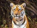 Tiger diaries: Meet Maaya from Tadoba