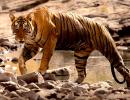 Tiger diaries: Roaring pix from Ranthambore