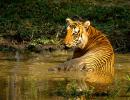 In pix: The tigers of India