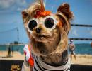 PIX: The life of Instagram's most fashionable dog