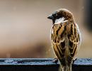 Sparrow Day: Stunning images from readers