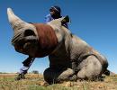 Can this controversial idea save the rhinos?