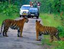 Watch: When I spotted four tigers with a kill