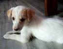 Meet Deepak Nikose's adorable pet