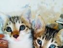 Pet pics: Tom and Jerry, the adorable cats