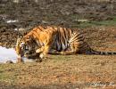 In pix: The fierce and famous tigers of Tadoba