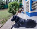 Pet pics: This Labrador loves train journeys