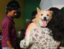 Pets help during broken relationships: Mumbai court