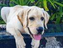 Pet pics: The happy labrador who loves oranges