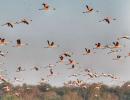 SEE: Stunning flamingos take flight