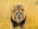 Meet the majestic lions of Maasai Mara