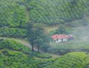 Misty-eyed and wonderstruck in Munnar