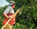 Summer Pics: Time To Pluck Mangoes!