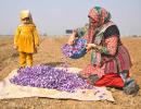 When Kashmir Fields Turned Saffron