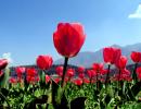 When Tulips Woo The Himalayas!