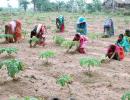 Few people get 100-day employment under NREGA