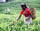 Labour problem hits Tata Tea arm's image abroad