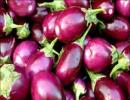 Minister to begin talks on Bt brinjal in January