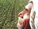 Rs 1.38 trillion disbursed among farmers