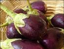 Opening the door to Bt brinjal, a step towards disaster