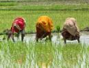 Impact of climate change on Indian agriculture