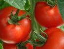 Tomato, garlic prices continue to rise