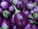 The political ploy over Bt Brinjal